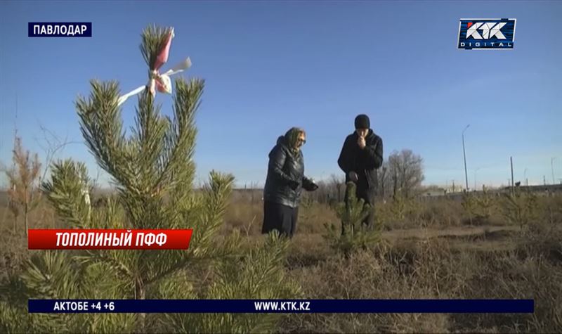 Молодые тополя и клёны превратились в сухостой в Павлодаре