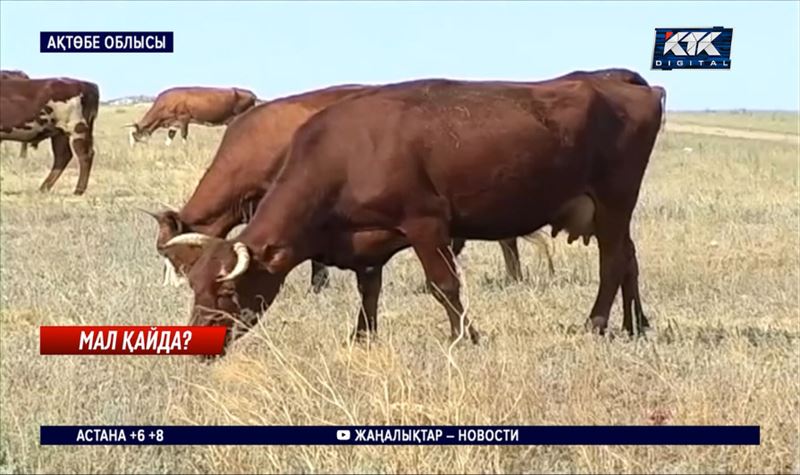 Ақтөбе облысында жоқ малды сатып алмақ болған алаяқтар ұсталды 