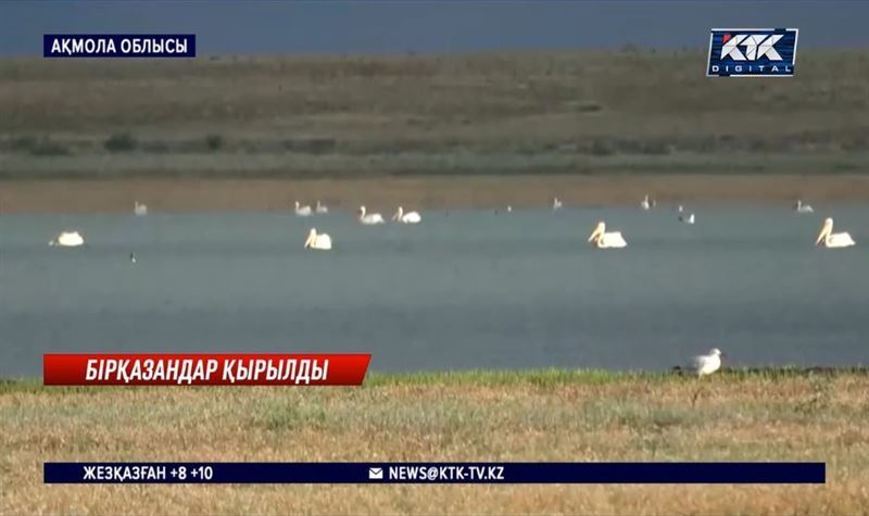 Ақмола облысын жерсінбей қырылған бірқазандарды құтқару мүмкін бе? 