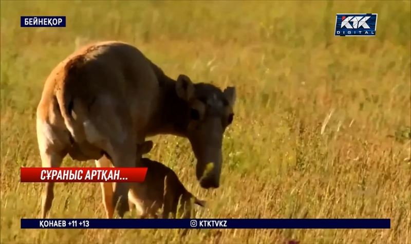 Өңірлерде киік етіне сұраныс артып келеді