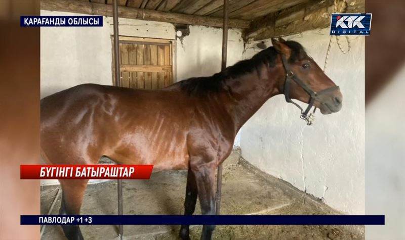 «Өзім жерлеймін». Ақадырда барымташылар асыл тұқымды сәйгүлікті соғымға сойған