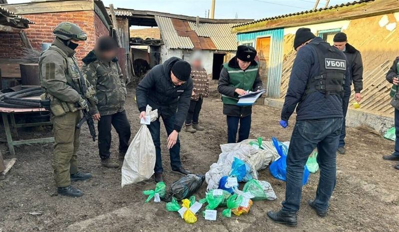 ШҚО тұрғынынан 5 келіден астам марихуана тәркіленді 