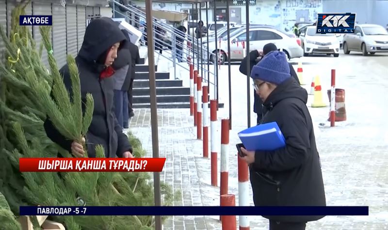 «Башқұртстаннан алдырамыз». Елімізде ең арзан шырша қай өңірде