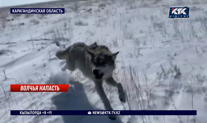 Волк, напавший на жительниц Каркаралинска, оказался бешеным