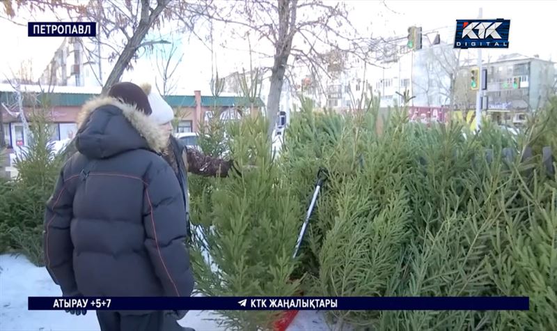 Петропавлда шырша саудасы қызғанын алаяқтар да пайдаланып жатыр