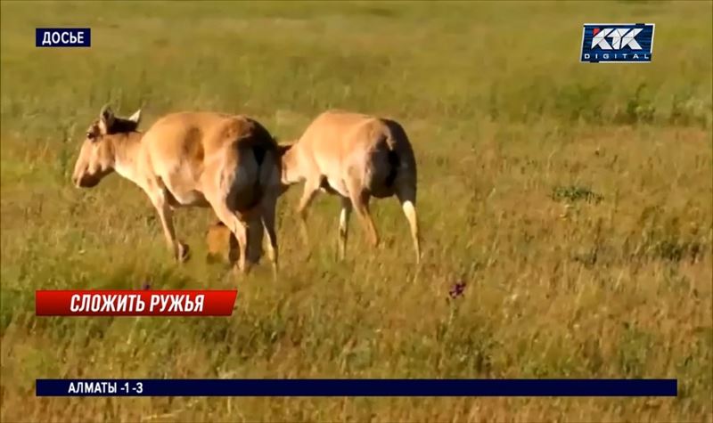 В Казахстане приостановили отстрел сайгаков