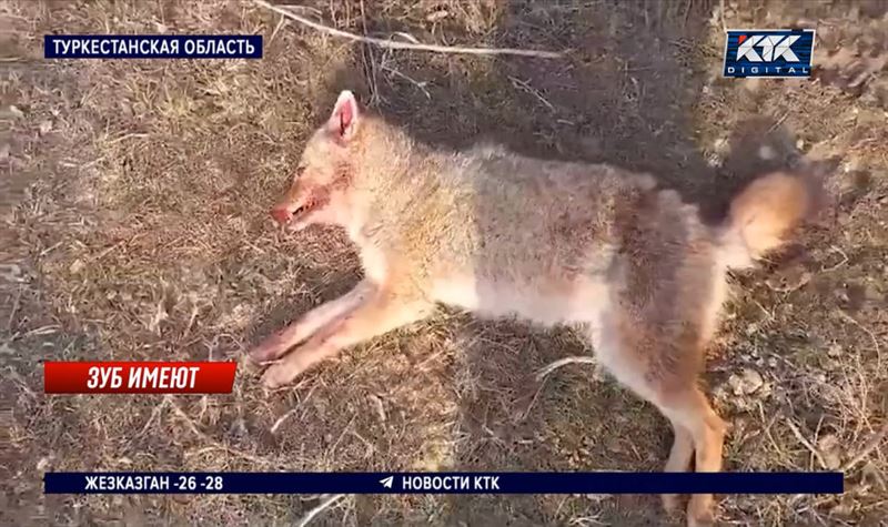 Волки и шакалы едят из собачьих мисок и уничтожают скот на юге Казахстана