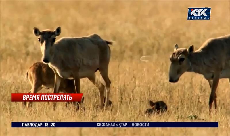 С 1 сентября будет разрешена любительская охота на сайгу