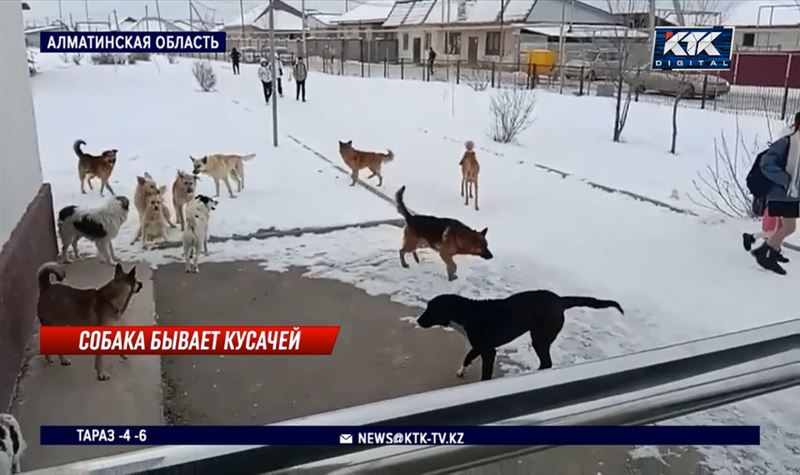 Стаи бездомных собак нападают на детей в селе Жибек Жолы