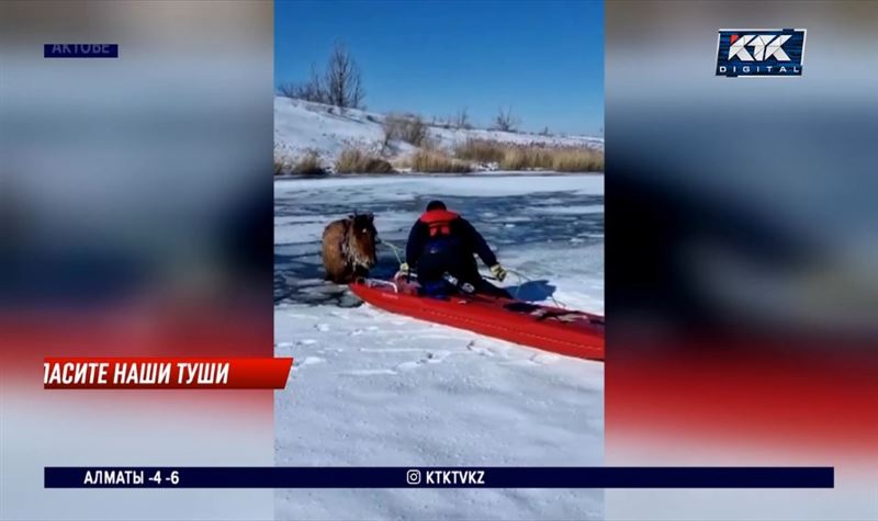 В Актобе спасли провалившуюся под лед лошадь