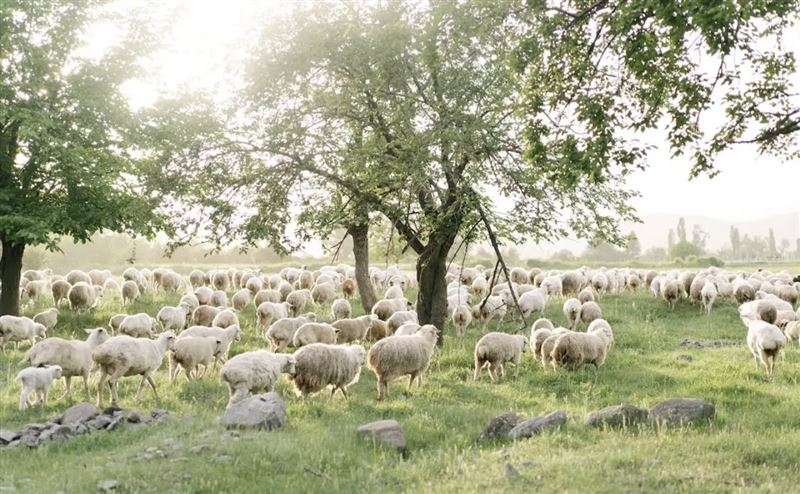 Қазақстанда жайылым жөніндегі 5 заңға өзгеріс енді