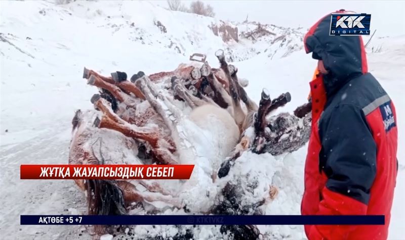 АШМ: Жаңаарқадағы жұтқа жауапкершілігі төмен фермерлер де кінәлі