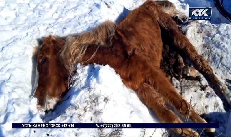 Виновных в массовой гибели лошадей назвали в Минсельхозе