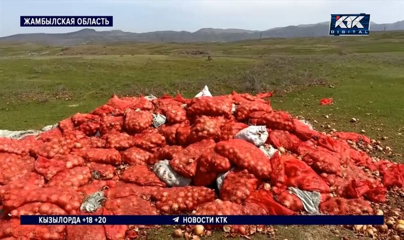 Тоннами гнилого лука завалены горы в Жамбылской области