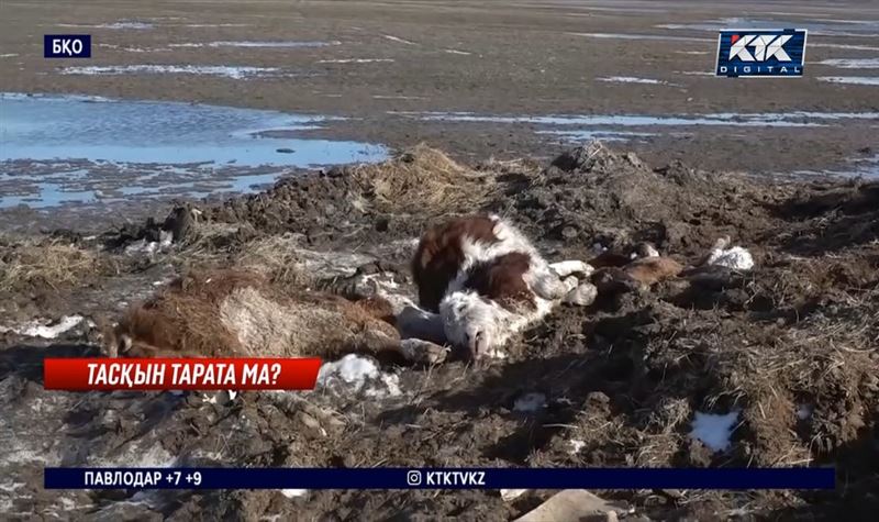 Тасқын: БҚО-да Сібір жарасы таралуы мүмкін деген қауіп бар