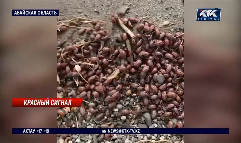 Рапсовый листоед напал на пастбища в Абайской области