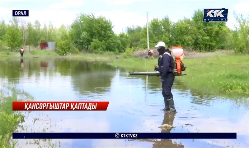 Тасқыннан кейін Оралда шыбын-шіркей көбейді