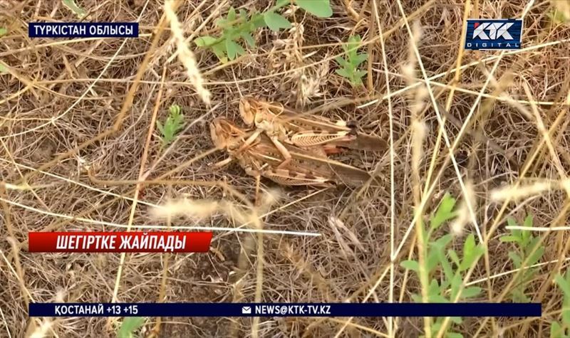 Келес пен Шардара диқандары шегірткеден шығынға ұшырауы мүмкін