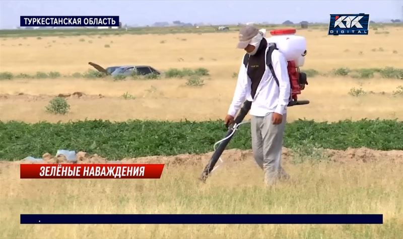 Неравный бой с саранчой ведут аграрии в Туркестанской области