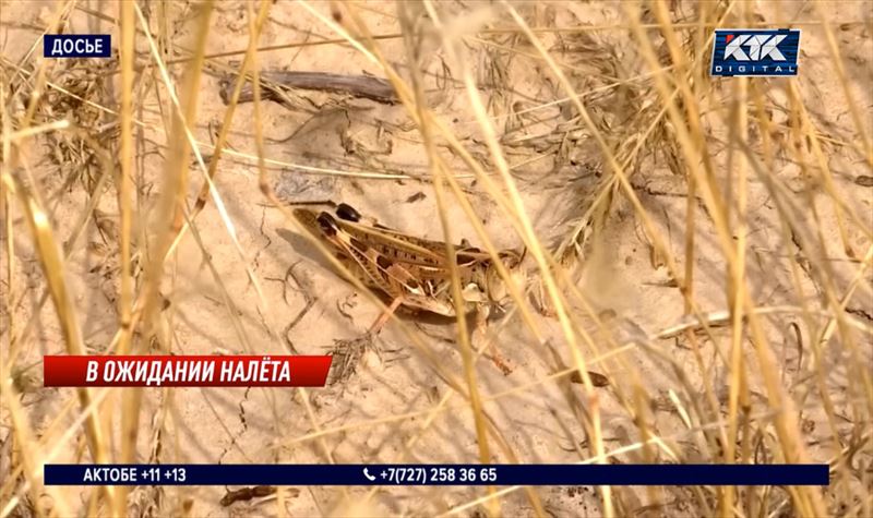 Тысячи личинок саранчи обнаружили в 7 районах Актюбинской области