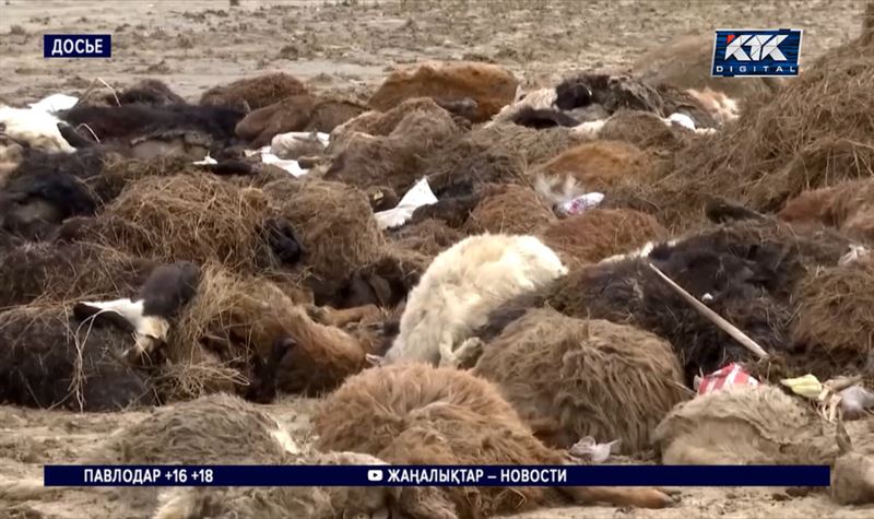 Казахстанцы, потерявшие скот при паводках, получают компенсацию деньгами или животными