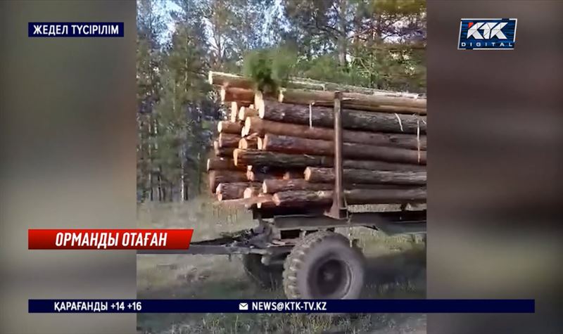 Абай облысында орманды отаған төрт азаматқа қылмыстық іс қозғалды 