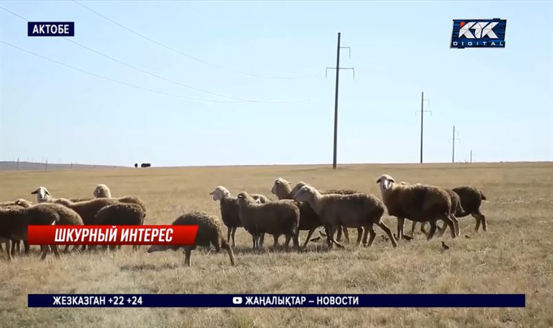 Некуда сбывать шерсть и шкуры актюбинским животноводам