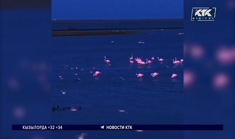 Розовые фламинго прилетели на озера Коргалжынского заповедника