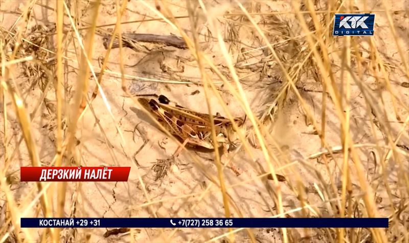 Саранча ковром покрывает степь в Абайской области