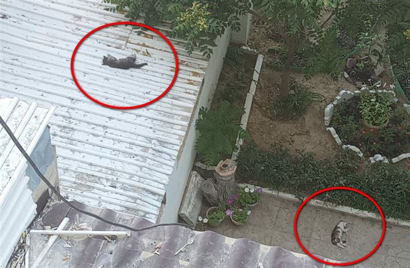Живодеры убили котят в Актау