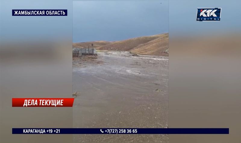 Почти 500 баранов утонули из-за дождей в Жамбылской области