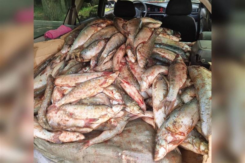 Браконьер наловил рыбы почти на 3 млн тенге в Жетысу