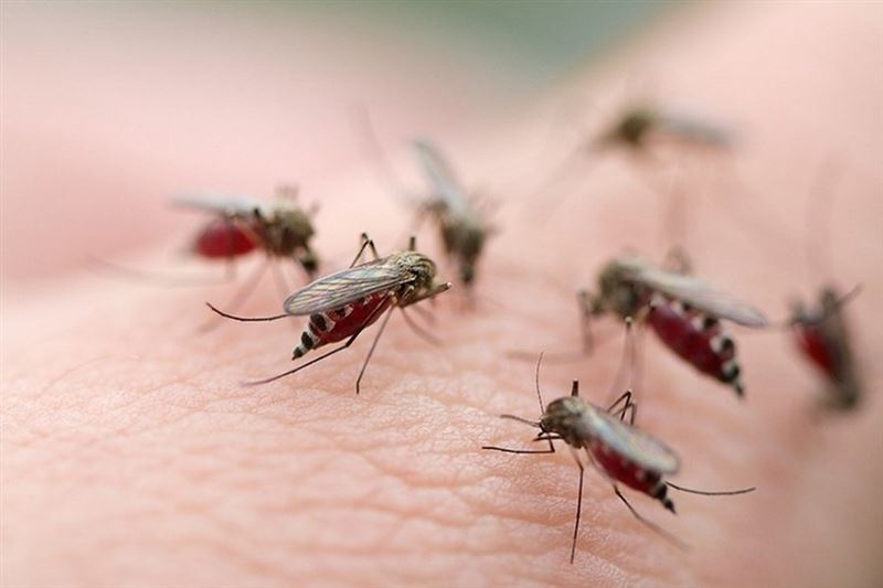 В Астане продолжаются дезинсекционные работы против комаров и мошек