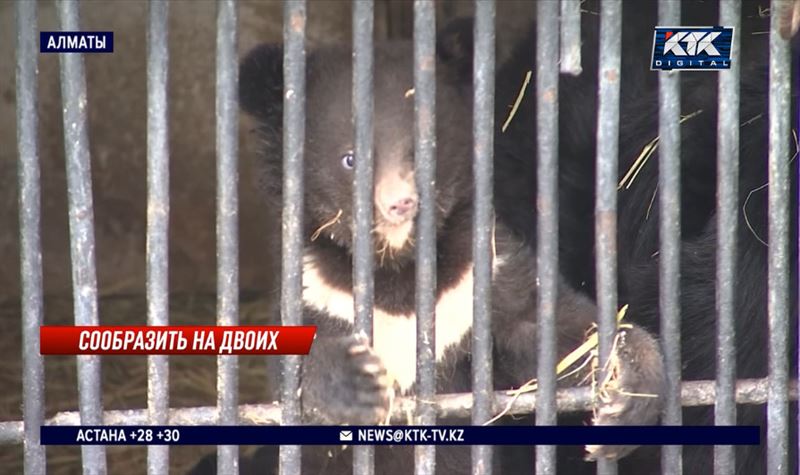 В зоопарке Алматы еще не выбрали имена полугодовалым медведям