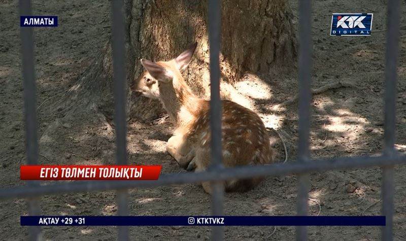 Алматы хайуанаттар бағында бұғы егіз туды — Аяла мен Шпион