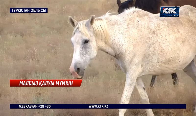 «Арызды алмайды». Созақ ауданында мал ұрлығы өршіген