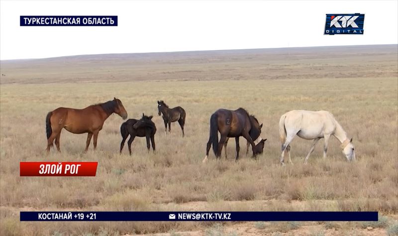 Скотокрады уводят табуны в Туркестанской области