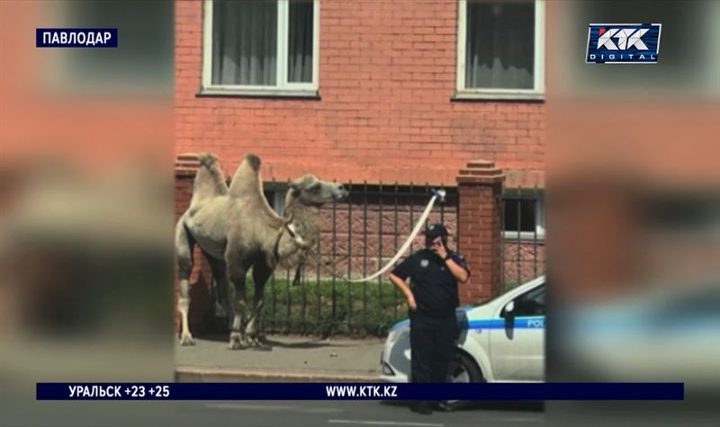 Полицейские ловили верблюда на центральных улицах Павлодара