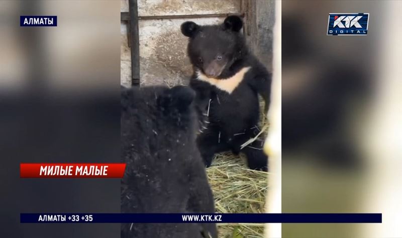 В зоопарке Алматы выбрали имена медвежатам