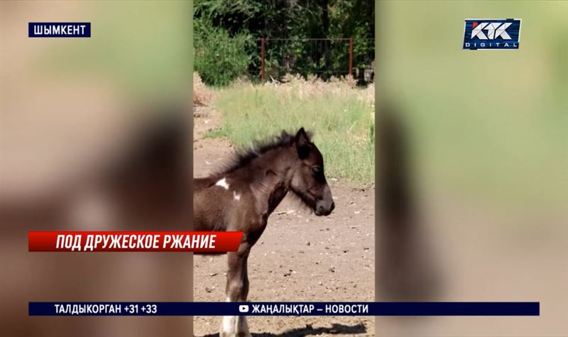 В Шымкенте подыскивают имя родившемуся пони 