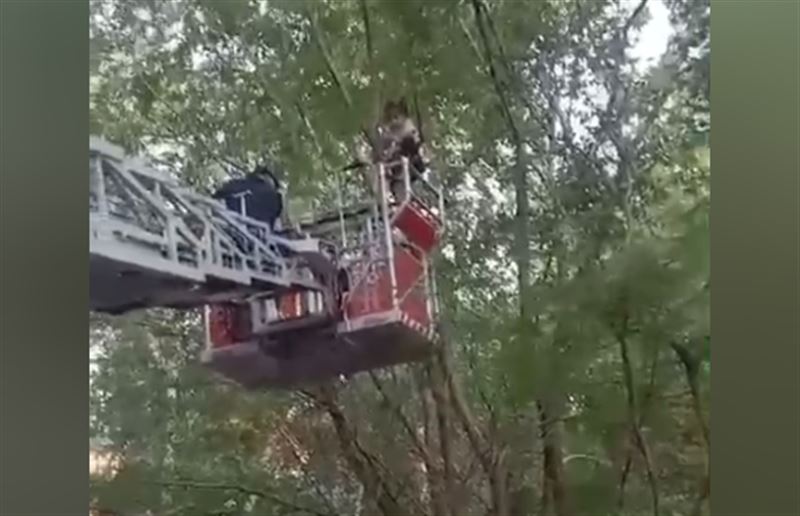 Забравшуюся на дерево девочку спасли сотрудники МЧС в Усть-Каменогорске