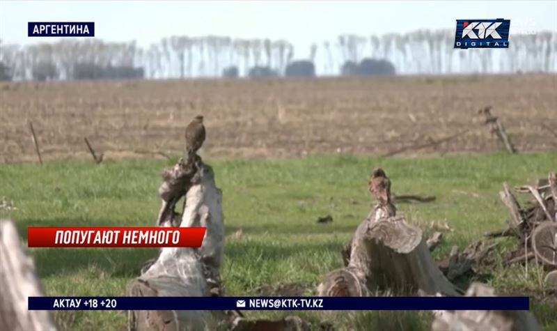 Попугаи лишили покоя жителей Иларио-Аскасуби