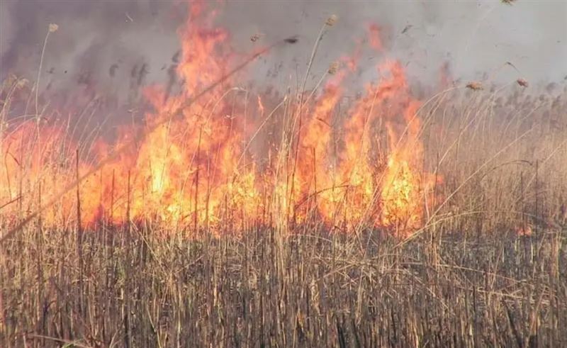 Ресейдің Астрахань облысымен шекарадағы қамыс өртінің иісі Атырауға жетті