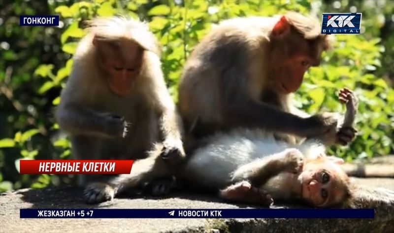 Причину внезапной гибели девяти обезьян выясняют в зоопарке