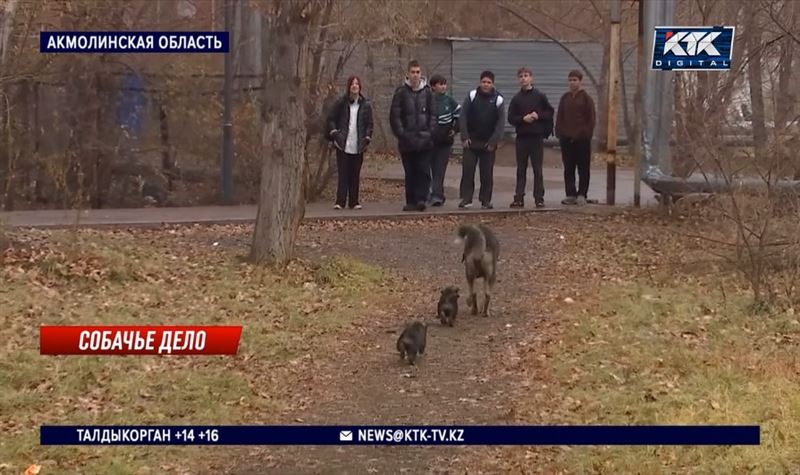 Бездомные собаки держат в страхе целый город в Акмолинской области