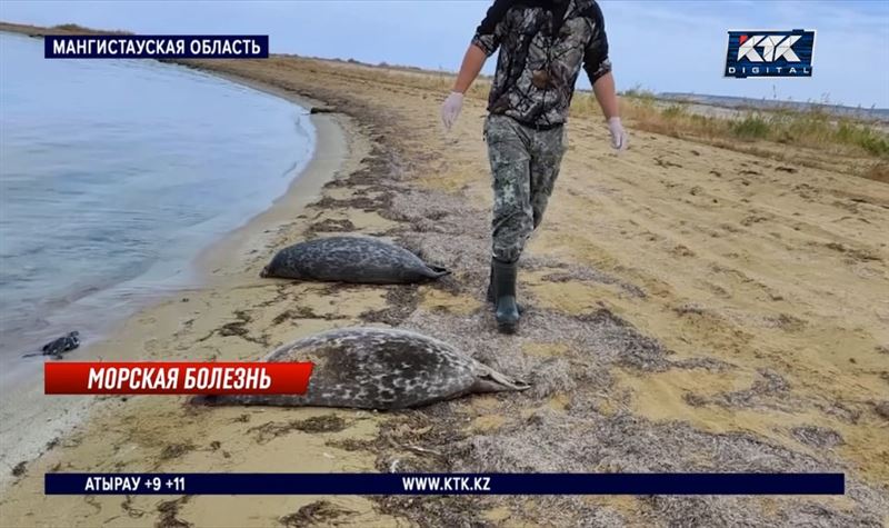 Почему гибнут тюлени в Мангистау, выясняют специалисты