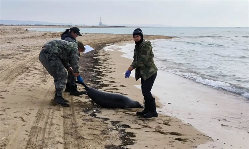 Экологи отобрали пробы воды Каспия для установления причины массовой гибели тюленей