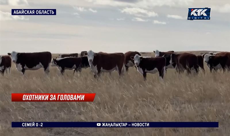 Абайские животноводы в постоянном стрессе из-за скотокрадов