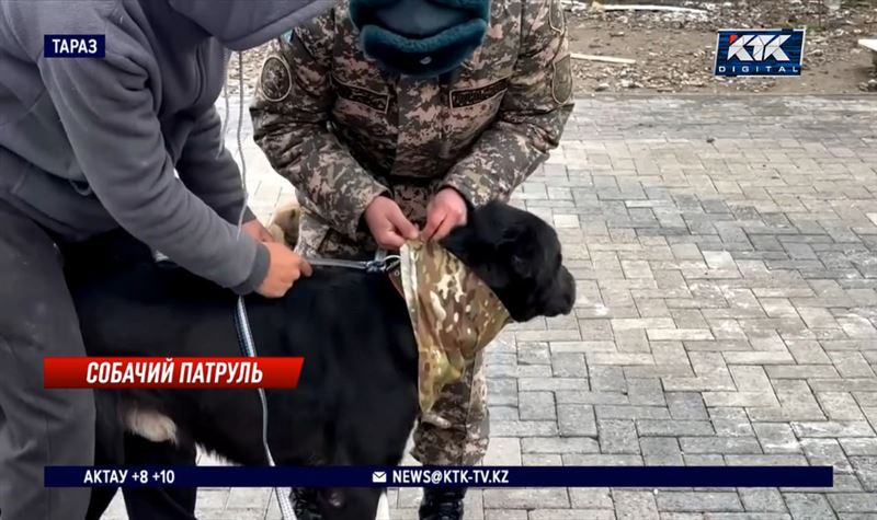 Военные из пяти частей Тараза забрали из приюта десять собак