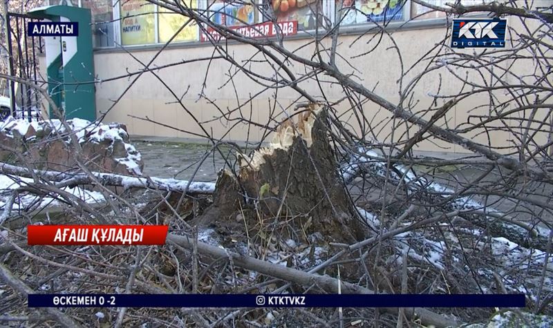 Алматы: Аулада ағаш құлап, үш бірдей машина бүлінген 